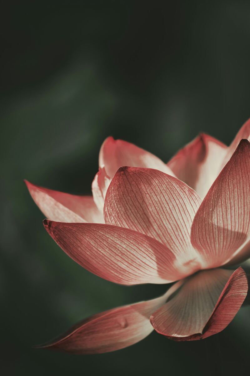Red lotus flower (example photo)