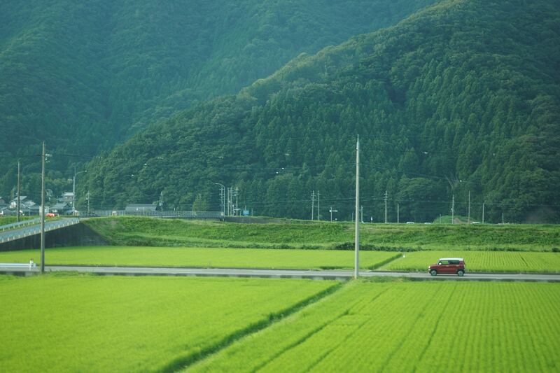 Green rice fields and hills (example photo)